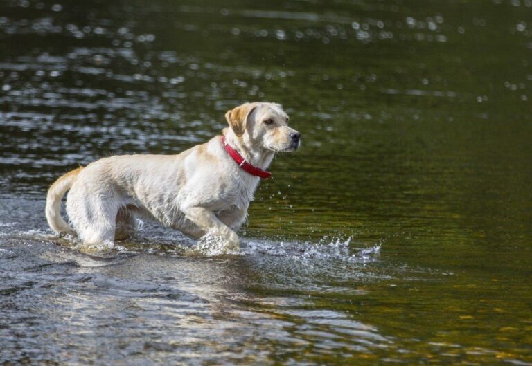 Water Safety for Your Dog